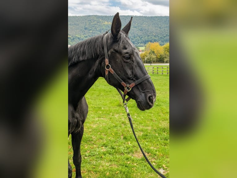 Oldenburg Mare 24 years 16,2 hh Black in Bad Neustadt an der Saale