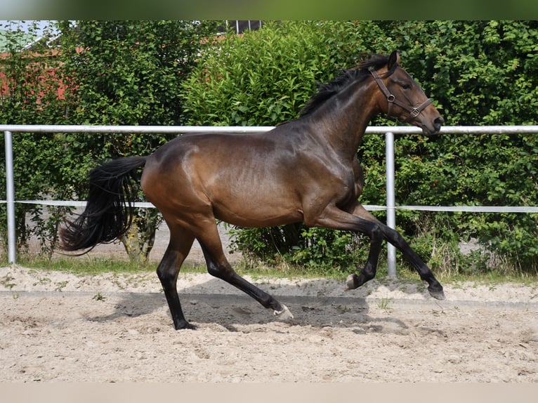 Oldenburg Mare 2 years 14.1 hh Brown in Gotha