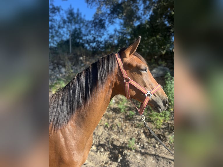 Oldenburg Mare 2 years 15,3 hh Brown-Light in Piedralaves