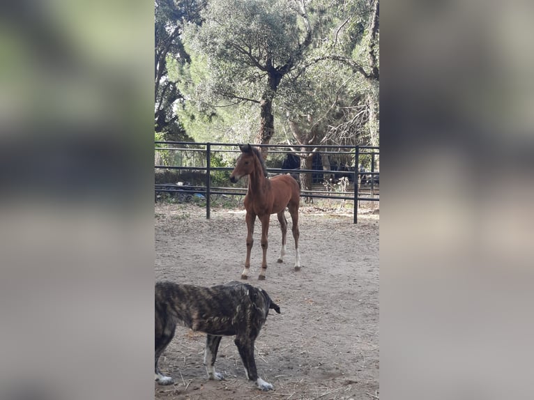 Oldenburg Mare 2 years 15,3 hh Brown-Light in Piedralaves