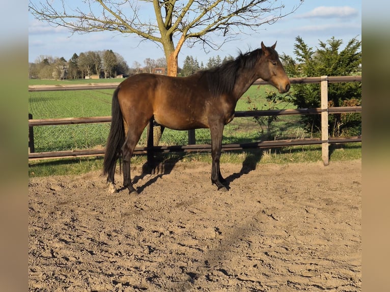 Oldenburg Mare 2 years 15,2 hh Brown in Wardenburg