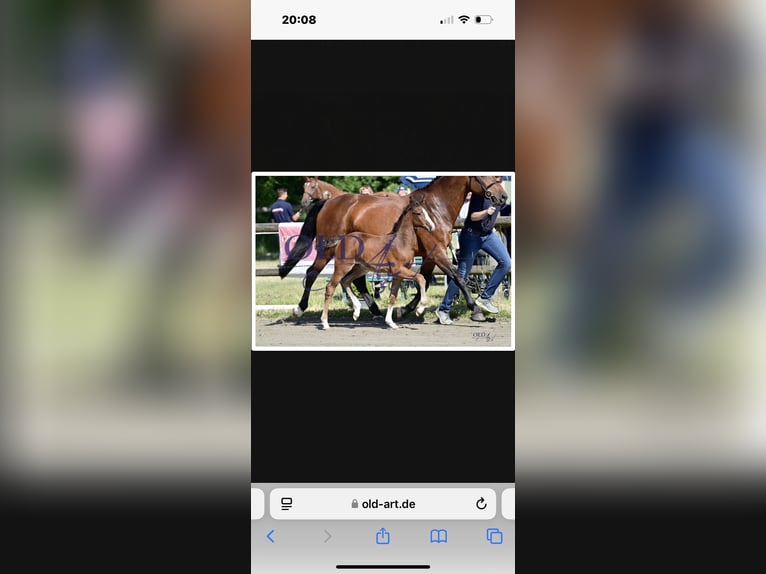 Oldenburg Mare 2 years 15,2 hh Brown in Stockelsdorf