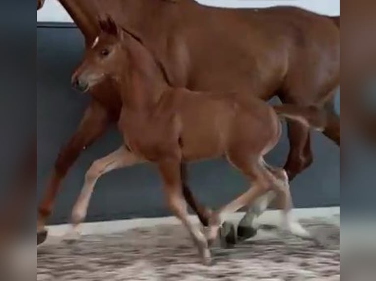 Oldenburg Mare 2 years 15,2 hh Chestnut in Mühlhausen