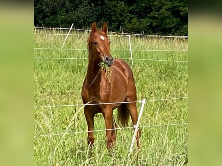 Oldenburg Mare 2 years 15,2 hh Chestnut in Mühlhausen
