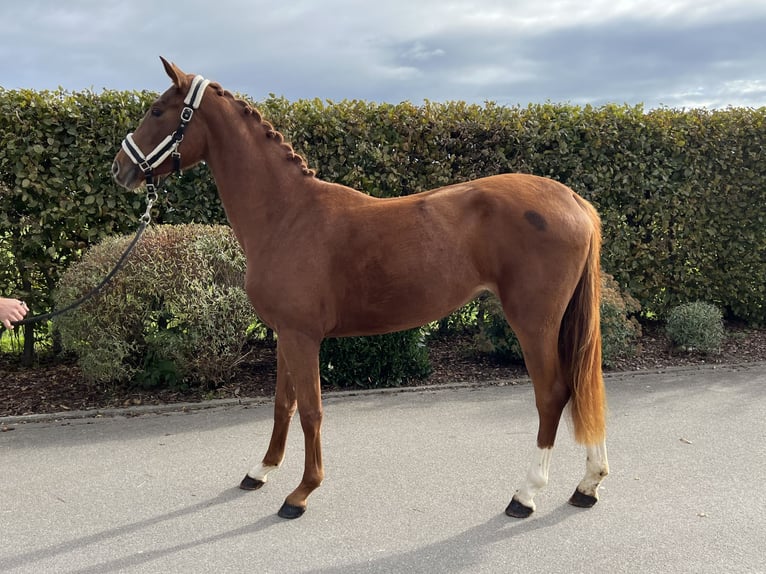 Oldenburg Mare 2 years 15,2 hh Chestnut-Red in Mengen