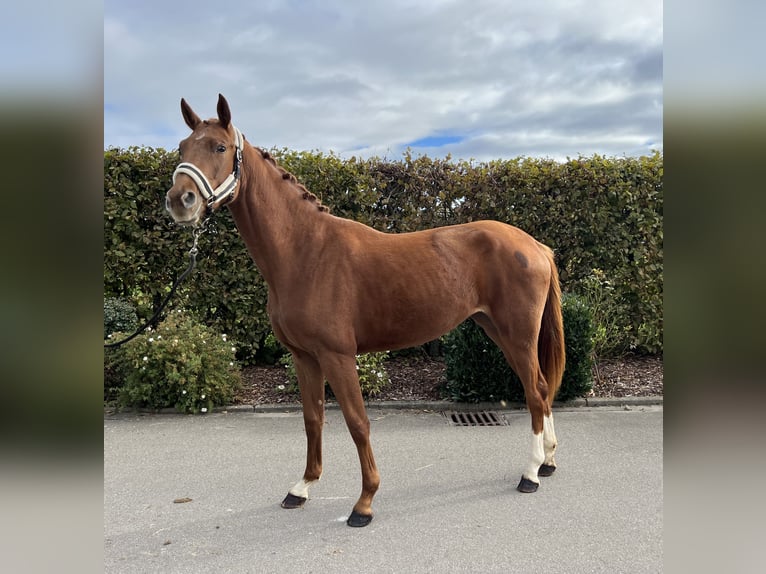 Oldenburg Mare 2 years 15,2 hh Chestnut-Red in Mengen