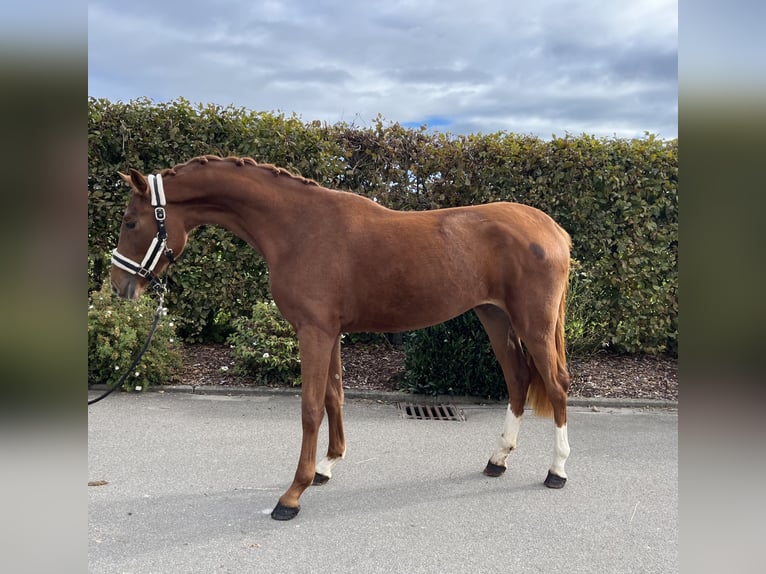 Oldenburg Mare 2 years 15,2 hh Chestnut-Red in Mengen