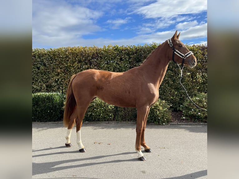 Oldenburg Mare 2 years 15,2 hh Chestnut-Red in Mengen