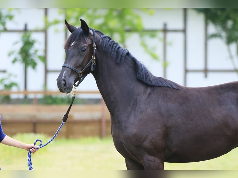 Oldenburg Mare 2 years 16,1 hh Black in Brytovka