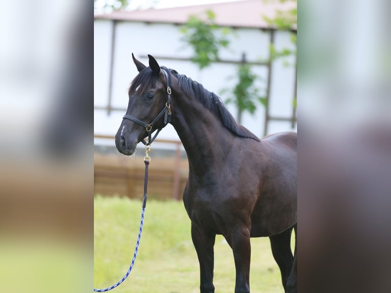 Oldenburg Mare 2 years 16,1 hh Black in Brytovka