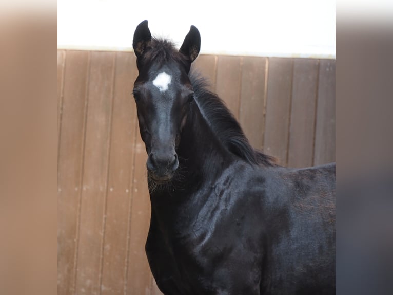 Oldenburg Mare 2 years 16,1 hh Black in Bramsche