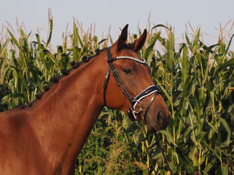 Oldenburg Mare 2 years 16,1 hh Brown in Bramsche