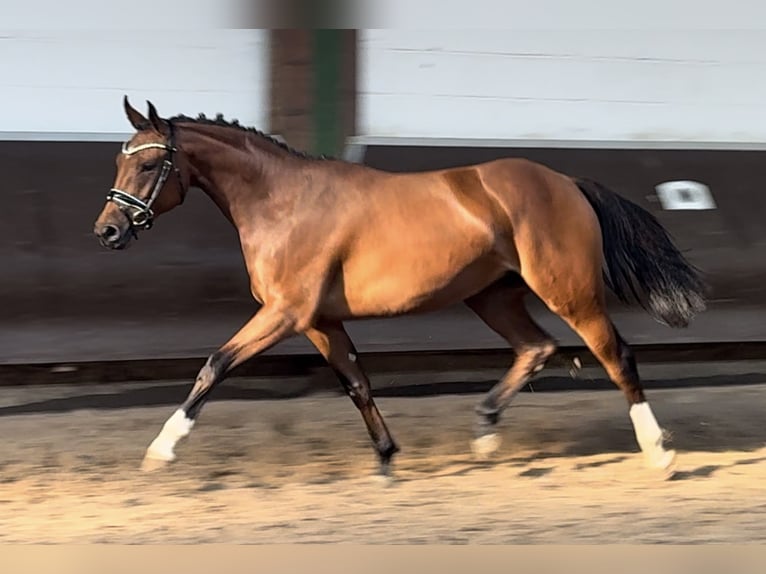 Oldenburg Mare 2 years 16,1 hh Brown in Bramsche