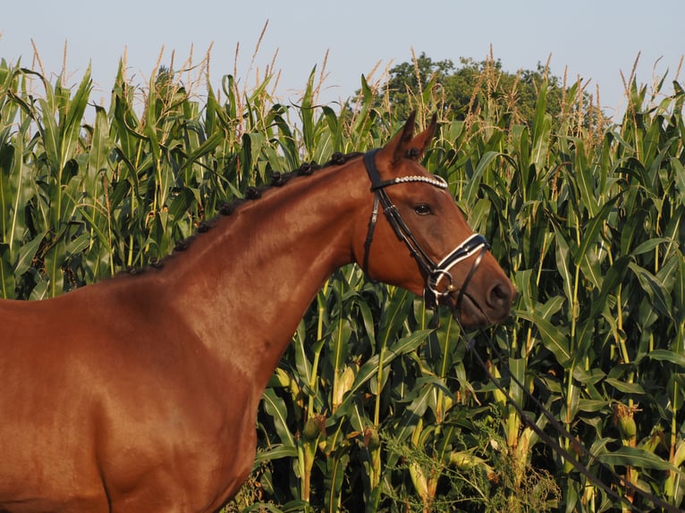 Oldenburg Mare 2 years 16,1 hh Brown in Bramsche