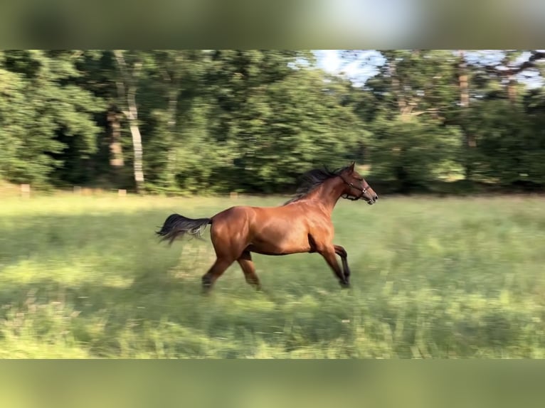 Oldenburg Mare 2 years 16.1 hh Brown in Friedeburg