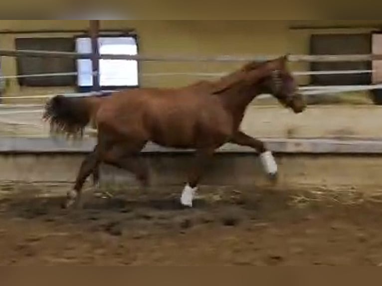 Oldenburg Mare 2 years 16.1 hh  in Wittmund