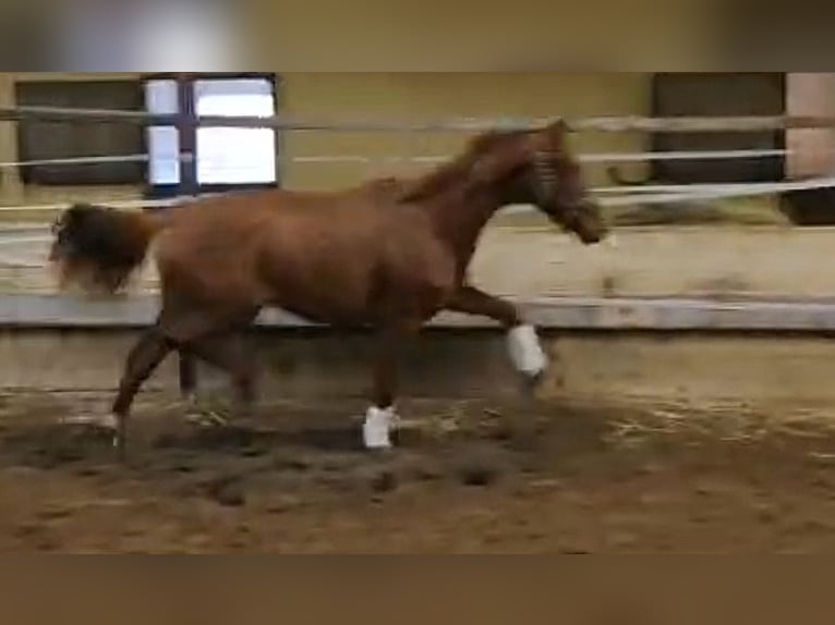 Oldenburg Mare 2 years 16.1 hh  in Wittmund