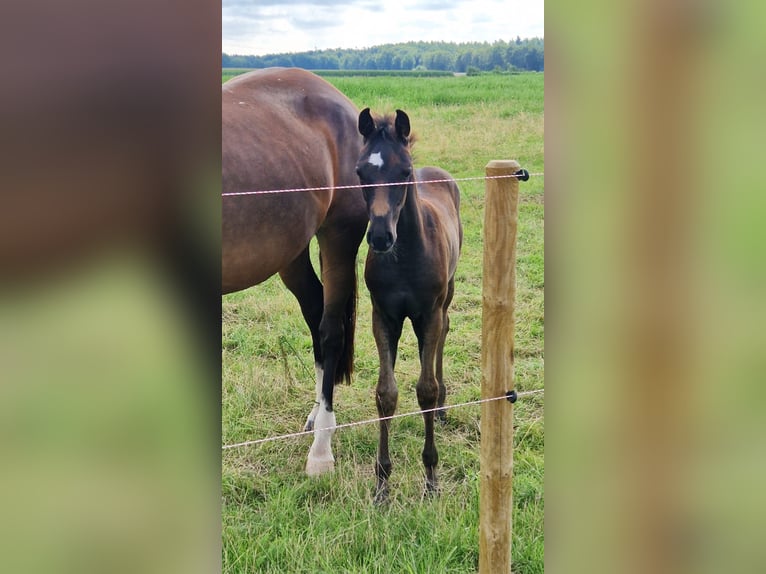 Oldenburg Mare 2 years 16,2 hh Bay-Dark in Lindern (Oldenburg)