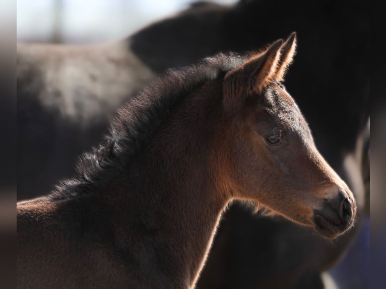 Oldenburg Mare 2 years 16,2 hh Bay-Dark in Rosdorf