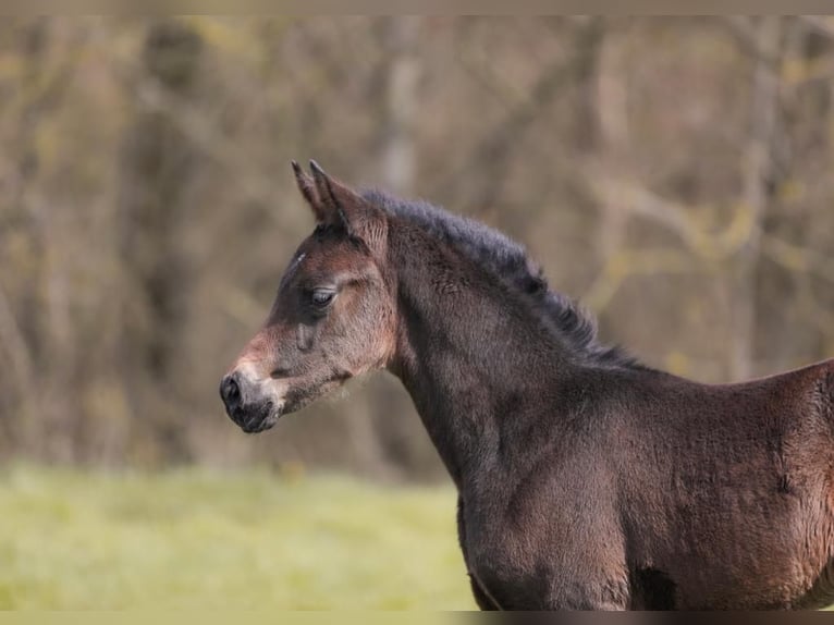 Oldenburg Mare 2 years 16,2 hh Bay-Dark in Rosdorf