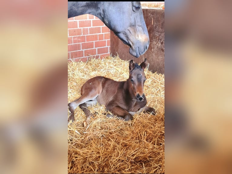 Oldenburg Mare 2 years 16,2 hh Bay-Dark in Rosdorf