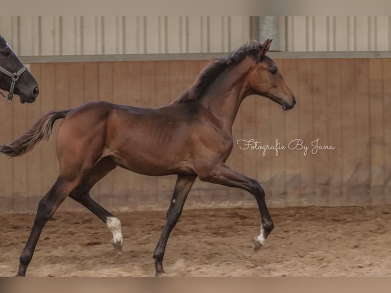 Oldenburg Mare 2 years 16,2 hh Bay-Dark in Hiddenhausen