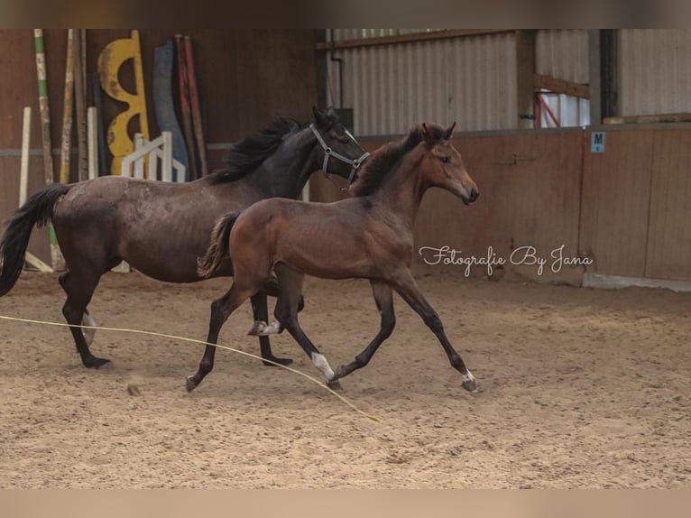 Oldenburg Mare 2 years 16,2 hh Bay-Dark in Hiddenhausen