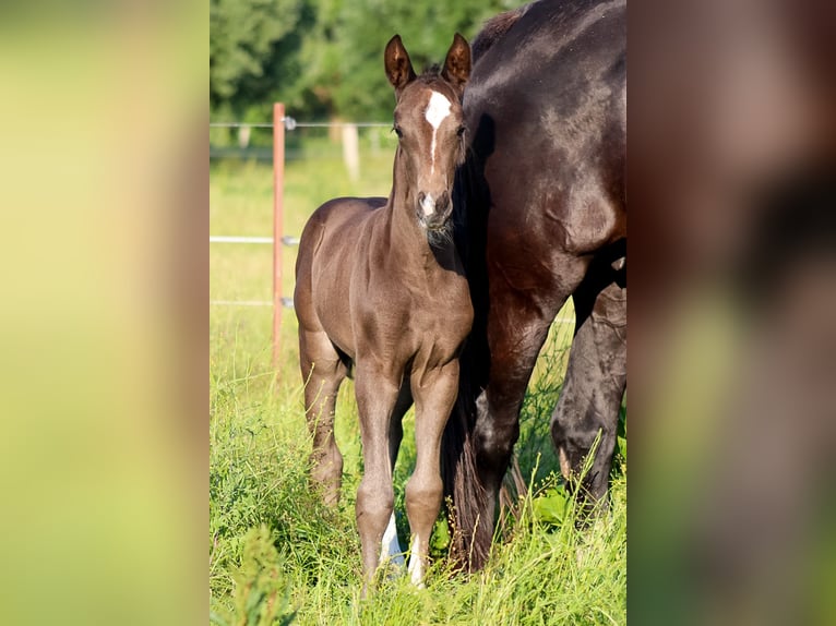 Oldenburg Mare 2 years 16,2 hh Black in Groß Roge