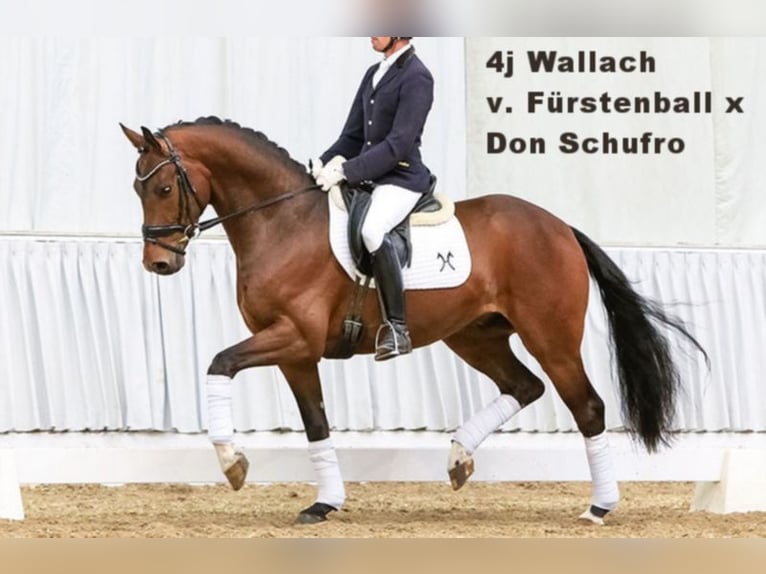 Oldenburg Mare 2 years 16,2 hh Black in Bramsche