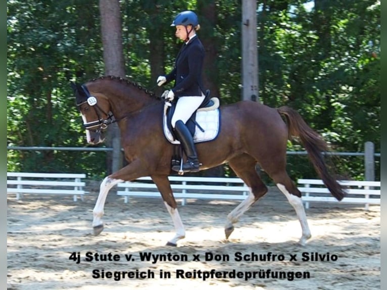 Oldenburg Mare 2 years 16,2 hh Black in Bramsche