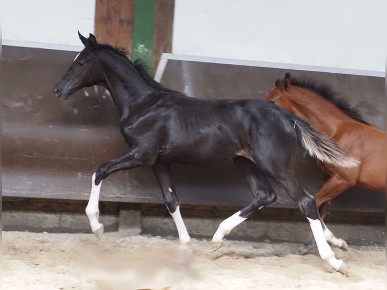 Oldenburg Mare 2 years 16,2 hh Black in Bramsche