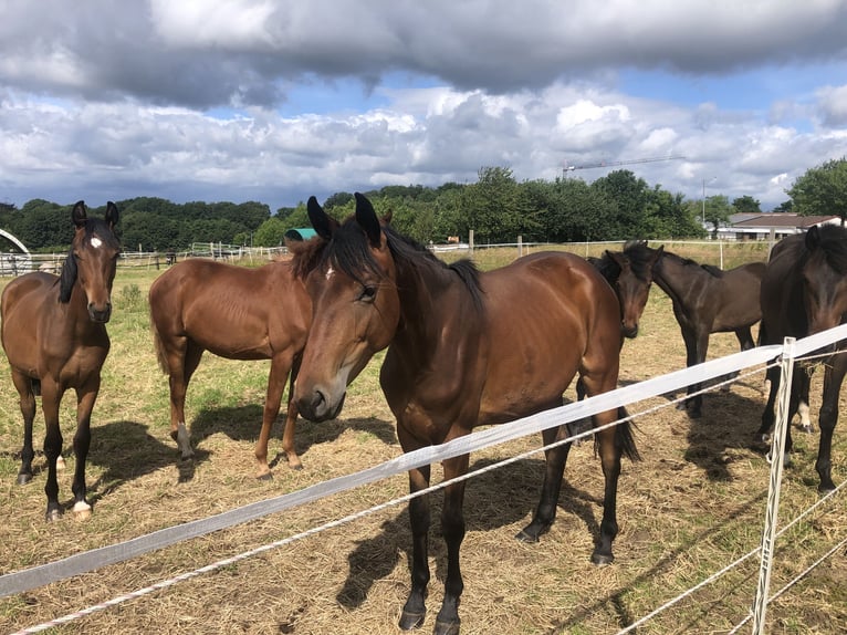 Oldenburg Mare 2 years 16,2 hh Brown in Hiddenhausen