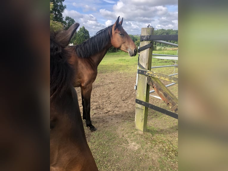 Oldenburg Mare 2 years 16,2 hh Brown in Hiddenhausen