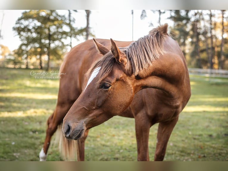 Oldenburg Mare 2 years 16,2 hh Chestnut in Wedemark