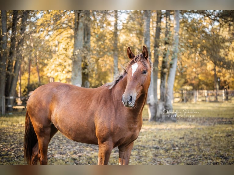 Oldenburg Mare 2 years 16,2 hh Chestnut in Wedemark