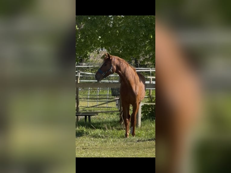 Oldenburg Mare 2 years 16.2 hh Chestnut-Red in GroßenknetenGroßenkneten