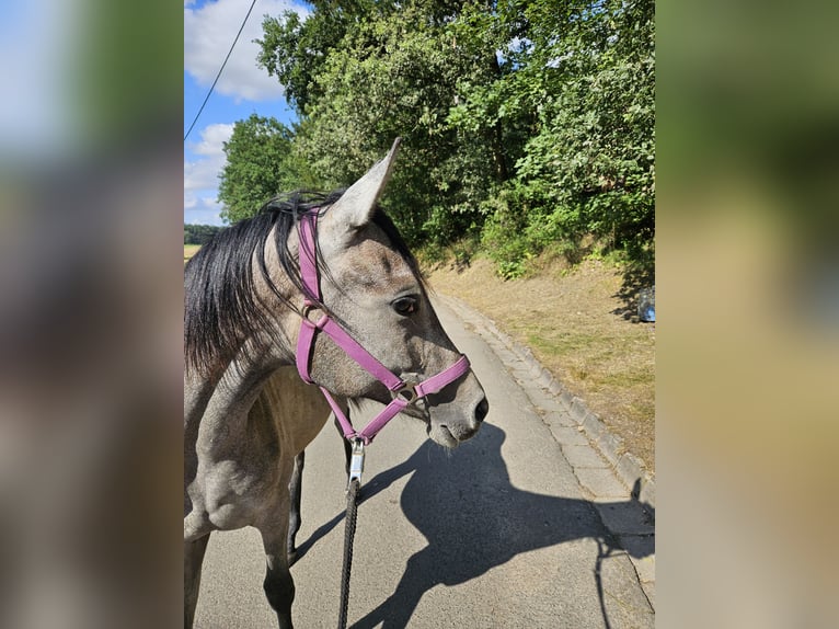 Oldenburg Mare 2 years 16,2 hh Gray in Carlsberg