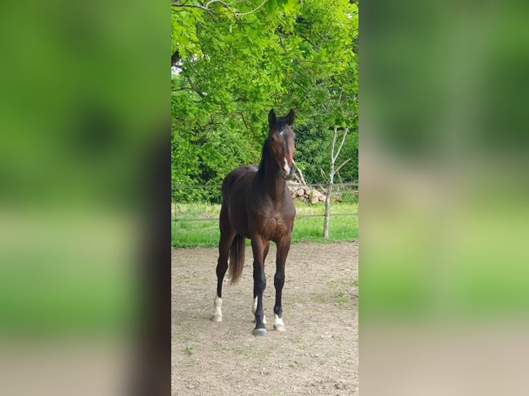 Oldenburg Mare 2 years 16.2 hh Smoky-Black in Bazoches sur le Betz