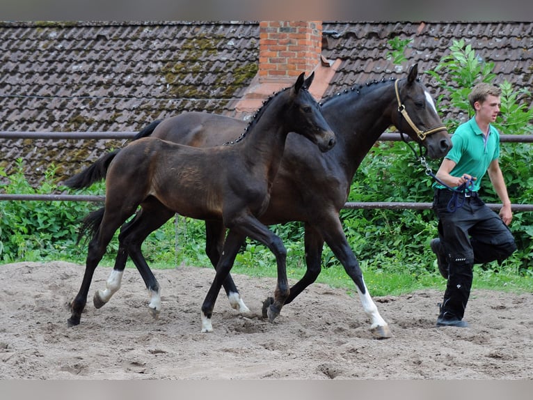 Oldenburg Mare 2 years 16,2 hh Smoky-Black in Emmerthal