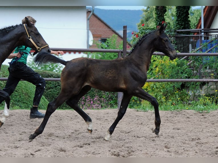 Oldenburg Mare 2 years 16,2 hh Smoky-Black in Emmerthal