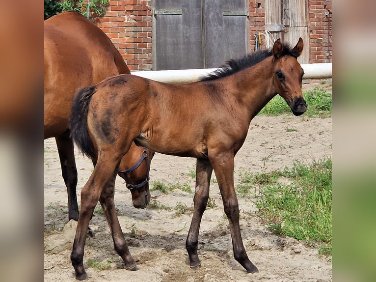 Oldenburg Mare 2 years 16,2 hh Smoky-Black in Ehrenburg