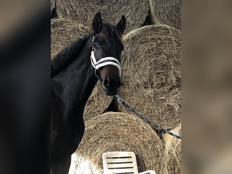 Oldenburg Mare 2 years 16 hh Bay-Dark in Hiddenhausen