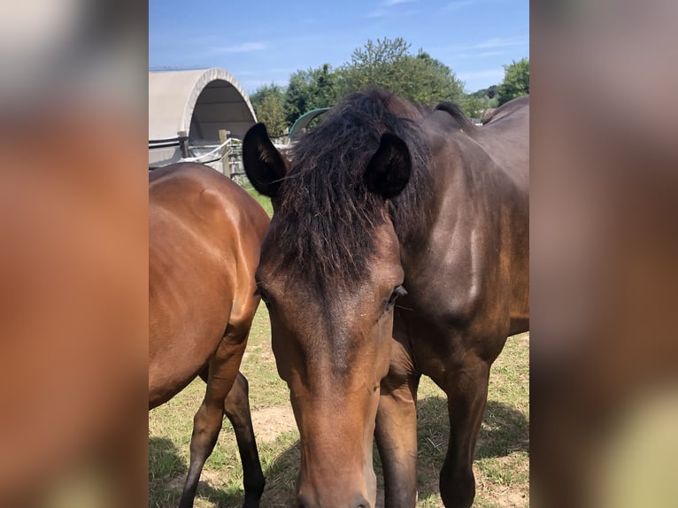 Oldenburg Mare 2 years 16 hh Bay-Dark in Hiddenhausen