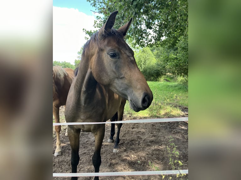 Oldenburg Mare 2 years 16 hh Bay-Dark in Eydelstedt