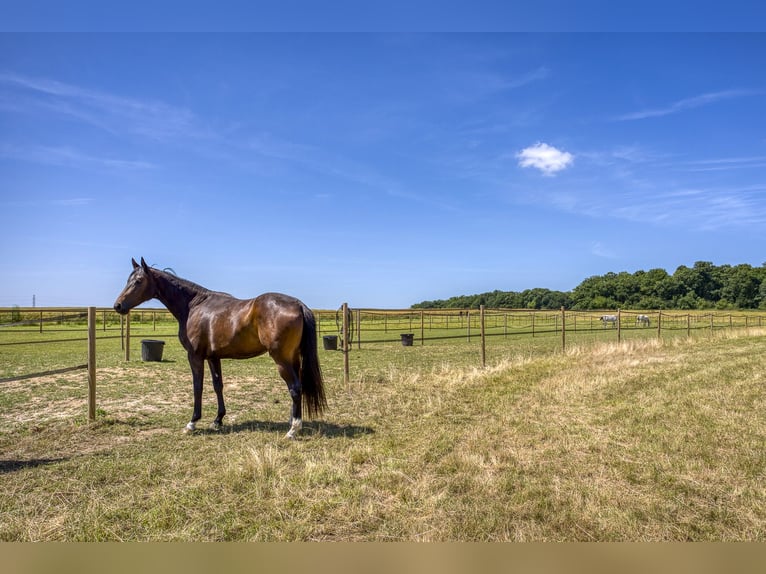 Oldenburg Mare 2 years 16 hh Bay-Dark in Barjouville