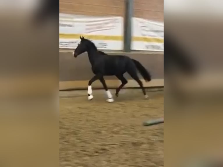 Oldenburg Mare 2 years 16 hh Black in Alfhausen