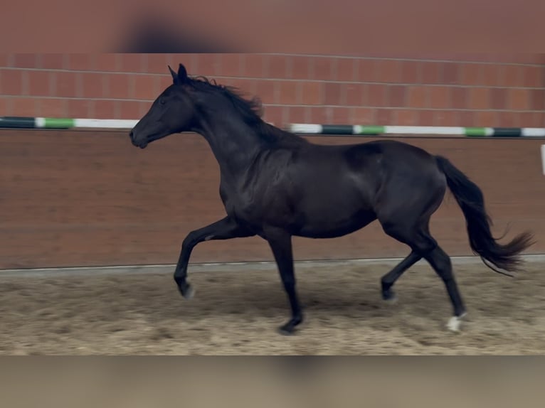 Oldenburg Mare 2 years 16 hh Black in Langwedel