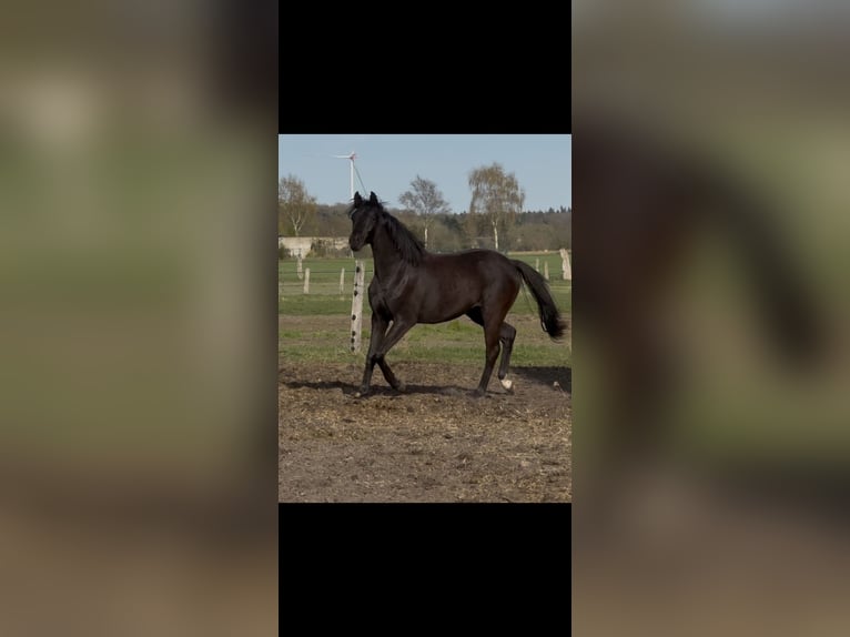 Oldenburg Mare 2 years 16 hh Black in Langwedel