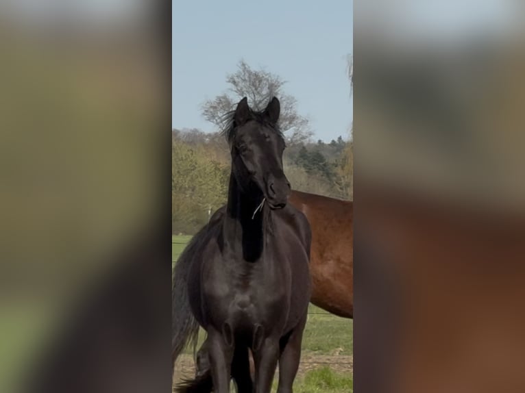 Oldenburg Mare 2 years 16 hh Black in Langwedel
