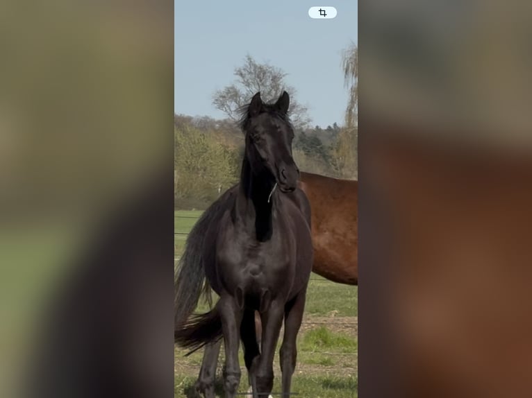 Oldenburg Mare 2 years 16 hh Black in Langwedel